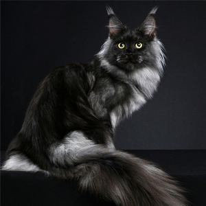 俄罗斯巨型缅因猫幼猫活体烟灰色银虎斑棕虎斑纯黑纯白挪威森林猫