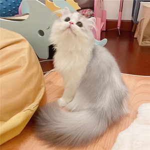 纯种银白拿破仑大爆猫米努特大尾巴英国长毛矮脚短腿猫幼猫活体