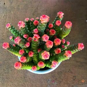 肉肉植物金钱串