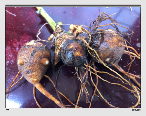 观赏花中药材乌头苗四川江油新鲜发耗子脑壳川干乌头花根乌药包邮