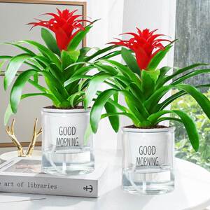 花开富贵盆栽适合餐桌摆放的绿植电视柜上幼儿园好养活步步高升物