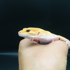 入门豹纹守宫新手懒人爬宠异宠温顺可爱阳光橘子柠檬萝卜恶魔白酒