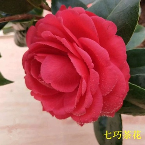 七巧茶花盆栽树苗带花苞四季花卉绿植庭院阳台办公室植物福建发货