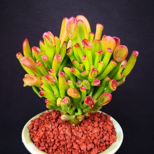 吸财树招财多肉老桩盆栽大颗好养花卉发财树聚财植物创意绿植包邮