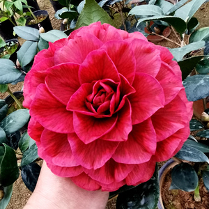 88简家小镇旗舰店天猫黑贝拉纯色茶花盆栽树苗室内花卉绿植四季好养