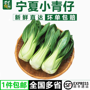 千牛优福 宁夏小青仔5斤装 宁夏小青菜上海青油 新鲜蔬菜农家自种
