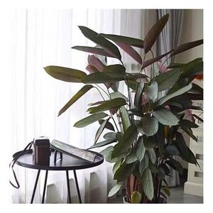 老飞羽竹芋盆栽网红植物室内客厅观叶大绿植净化空气好养易活耐阴