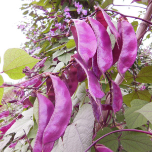 紫色扁豆种子种籽红眉豆种南方高产四季豆角梅豆角梅豆孑架豆菜豆