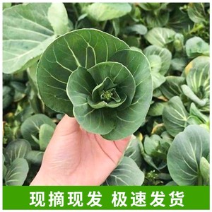 苏北农家霜冻上海青大青菜心菜苔蔬菜新鲜苏州青太湖黑油菜菜芯花