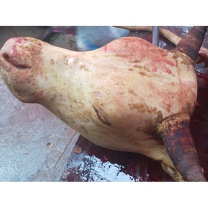 生新鲜牛头整个牛头肉