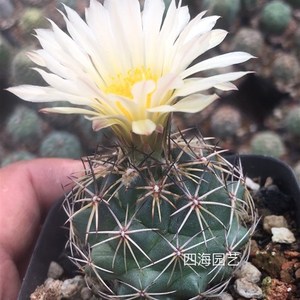 四海园艺 古镜丸仙人球实生顶h花球属 易养多肉植物