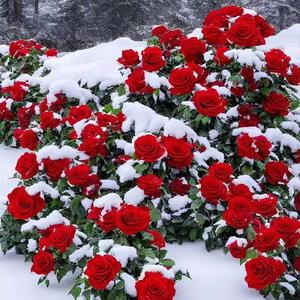 玫瑰花种子重瓣浓香大花四季开花庭院阳台盆栽月季花卉种籽耐寒
