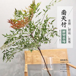 南天竹鲜切南天竹鲜花水养插花火焰水培绿植物平替日本吊钟马醉木