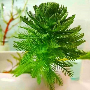 狐尾藻 狐尾草水面水底水培植物净化水质真水草 鱼缸鱼池造景绿化