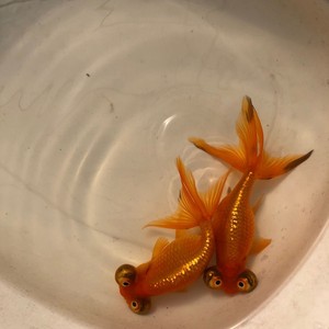 望天金鱼朝天眼活体冷水鱼2条9-10厘米
