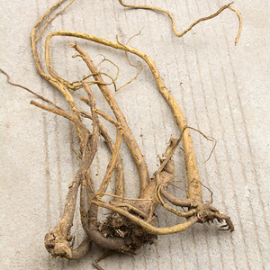 新鲜苦参根中药材贵州纯野槐 山槐根 地骨500g包邮