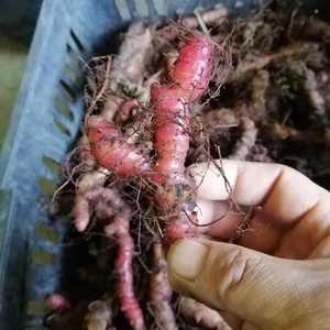 新鲜现挖水八角连莲裂叶秋海棠 水黄连 蜈蚣 一口血 枫香细辛500g