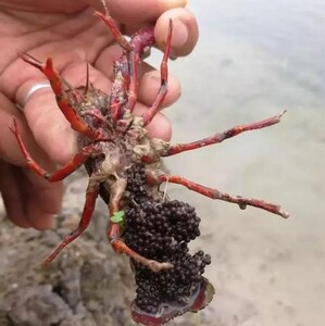 包邮小龙虾苗种虾抱卵青虾活体虾淡水养殖龙虾 苗优质苗种培育基