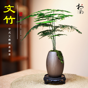 文竹盆栽室内植物桌面茶几好养观赏绿植四季常青装饰禅意小盆景