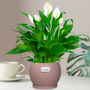 北京白掌一帆风顺盆栽带花办公室内卧室净化空气四季开花好养绿植