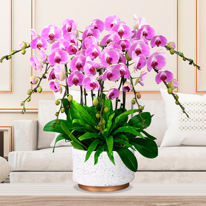 北京蝴蝶兰盆栽带花高档送礼长辈乔迁公司周年庆教师节礼物花卉