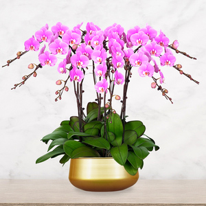 北京年宵花安娜蝴蝶兰盆栽带花春节礼物装饰送礼花卉高档兰花植物