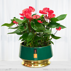 北京同城小娇红掌植物盆栽桌面乔迁送礼新房装饰开业送礼花卉植物