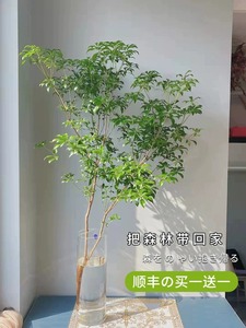 马醉木水培植物鲜切枝条盆栽活树室内小绿植日本吊钟树苗客厅水养