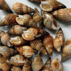 【鲜活】海瓜子海螺丝鲜货海丁海锥尖锥海螺蛳麻辣小海鲜原料包邮