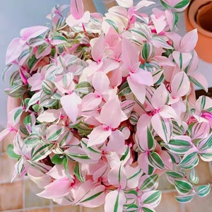 胭脂云盆栽油画婚礼吊兰四季观叶绿植植物室内阳台庭院办公室花卉