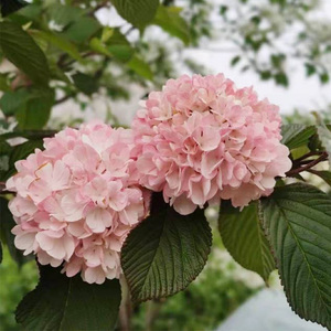 粉色木绣球玫瑰达人荚蒾木绣球布克嫁接苗花卉盆栽庭院阳台易种植