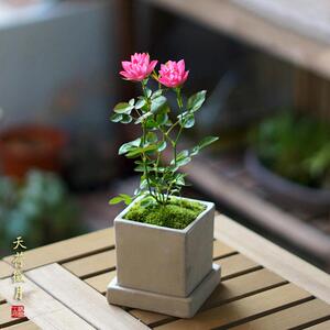 日本天荷繁星月季阳台微型月季微月花卉好养绿植小盆栽姬月季欧月