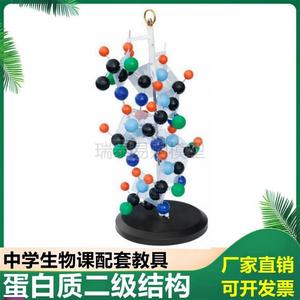 蛋白质模型蛋白质二级结构生物生化教具IDNA模型双螺旋结构核糖