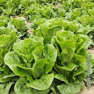 绿罗马直立生菜种子意大利大叶耐抽薹半结球包心孔雀菜种籽春季四