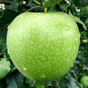 【汇承青苹果】汇承青苹果品牌,价格 - 阿里巴巴