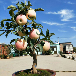 沙果树苗东北沙果苗冬红果苗海棠果树桩盆景地栽沙果苗小苹果树苗