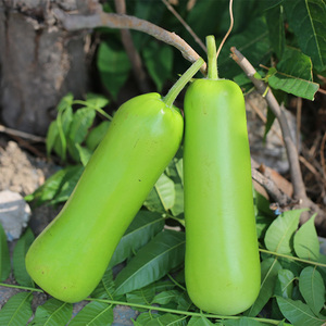 密云农家新鲜嫩瓠子 瓠瓜 葫芦瓜  新鲜蔬菜 1个500g左右