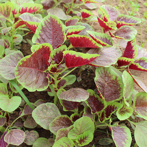 密云本地农家自种新鲜红苋菜 新鲜蔬菜 300g 菜有菜味