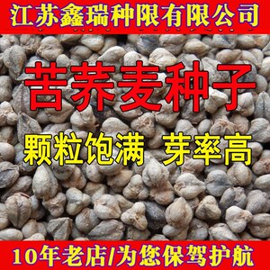 2023正宗苦荞麦种子 苦荞麦芽苗菜种子 苦荞麦米 苦荞茶种子