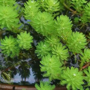 粉绿狐尾藻小龙虾蟹养殖水培植物盆栽鱼缸水草淡水乌龟鱼缸造景