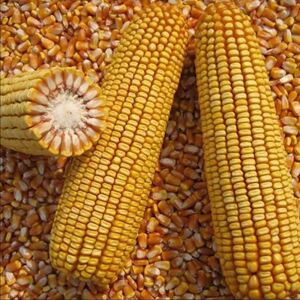 正大808杂交玉米种子高产抗倒伏种籽孑特大棒型南方适种正品良种