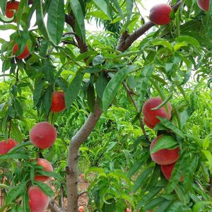 新品种越南特大巨型血桃苗晚熟桃嫁接桃树苗南方北方种植盆栽地载