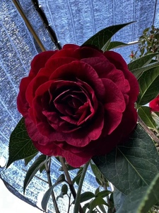 云南茶花朱砂紫袍大理