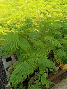 云南帕哈绿色植物谢谢蔬菜臭菜帕哈带根带土发货一盆3棵