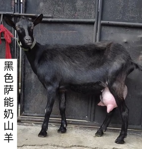 005人付款淘宝高产奶12斤萨能奶山羊活羊红鹿怀孕母