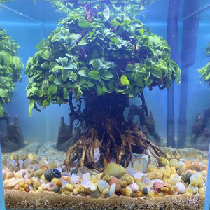 天然神秘许愿生命树纯手工定制慕斯树鱼缸造景巴西树山水材料秒沉