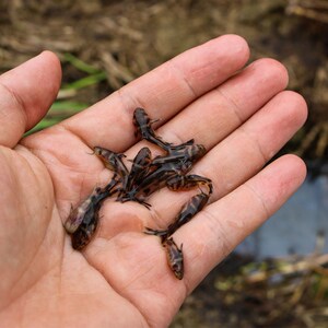 黄辣丁鱼苗四川本地淡水好养耐活黄骨鱼黄颡鱼苗黄丫头昂刺鱼幼苗