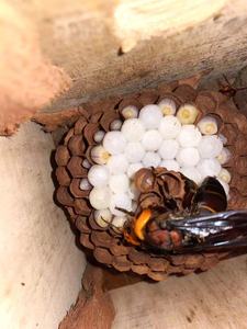 【虎头蜂蜂王红娘】虎头蜂蜂王红娘品牌,价格 - 阿里巴巴