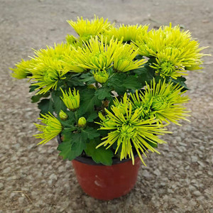 皇菊植物