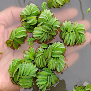 兔耳萍水草浮萍植物淡水造景鱼龟缸红毛丹水芙蓉肚兜养殖净化水质